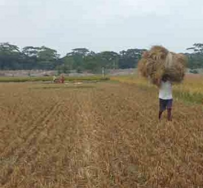 বাগেরহাটে বোরো ধান কাটা শুরু, কামারের দোকানে কৃষকের ভিড়